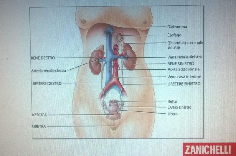 Apparato urinario, da Zanichelli