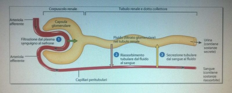 nefrone: unità funzionale del rene