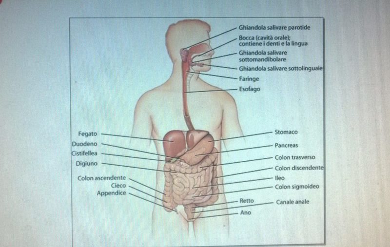 da Zanichelli: schema apparato digerente