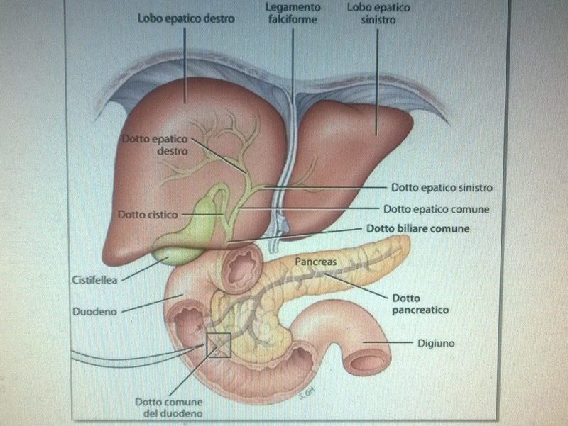 da Zanichelli: fegato, duodeno, pancreas
