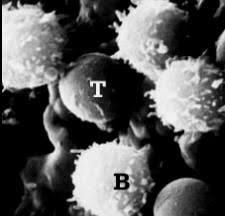 linfociti T e B