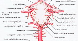 le arterie encefaliche del poligono di Willis