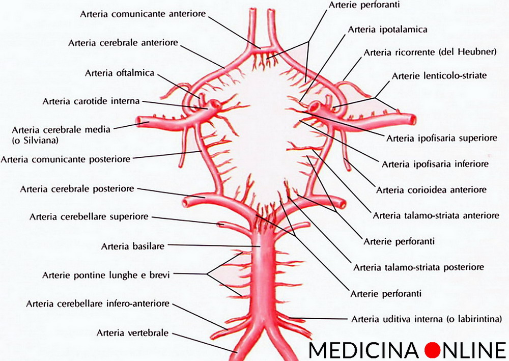 le arterie encefaliche del poligono di Willis