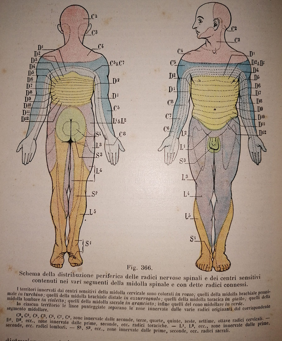 distribuzione periferica radici nervose spinali e dei centri sensitivi