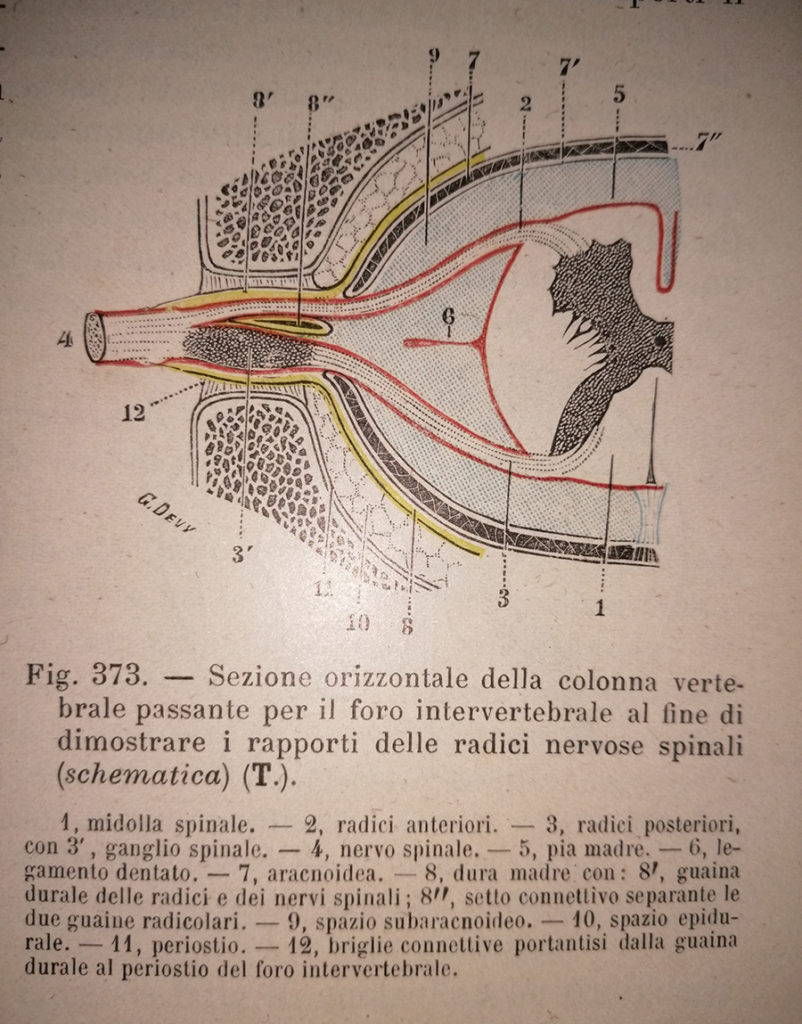 sezione orizzontale della colonna v. e del midollo sp. con le radici nervose spinali