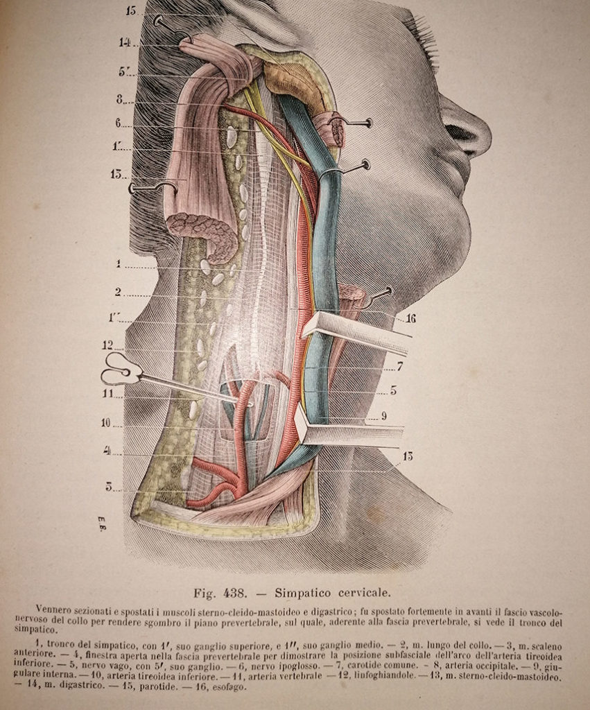 (orto)simpatico cervicale dx