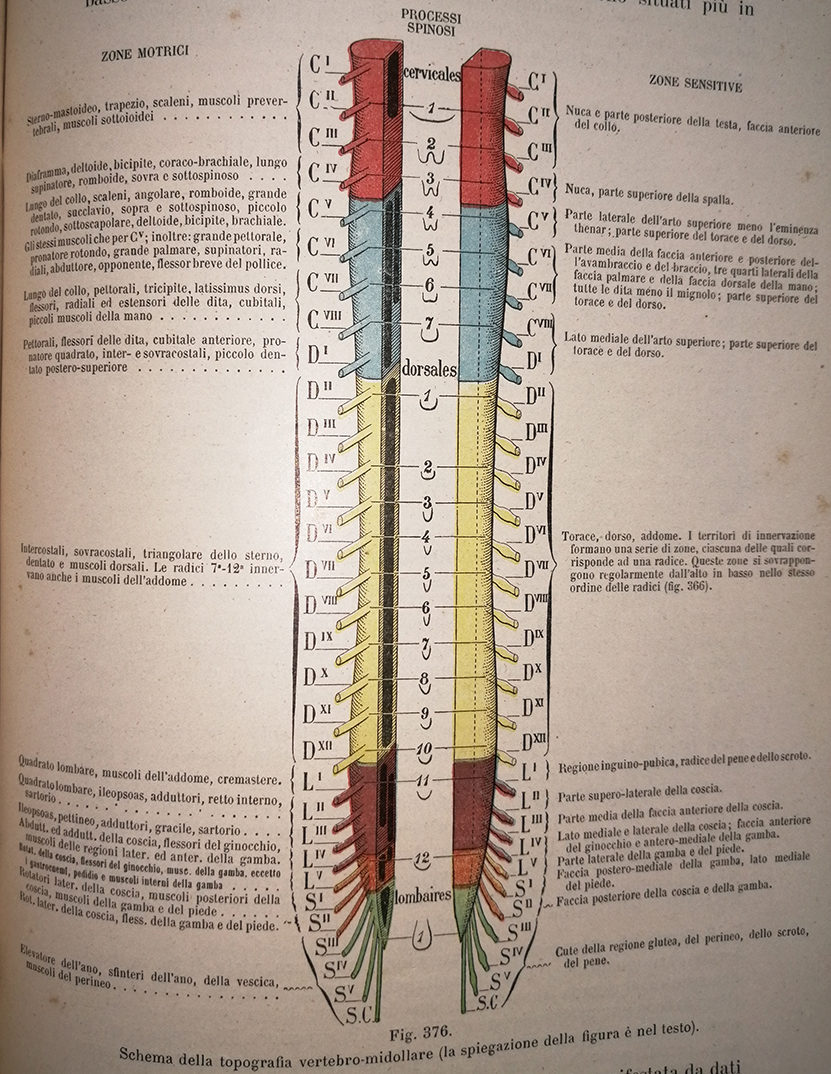 topografia funzionale vertebro-midollare longitudinale