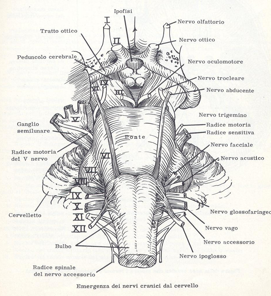 tronco cerebrale con emergenza nervi cranici