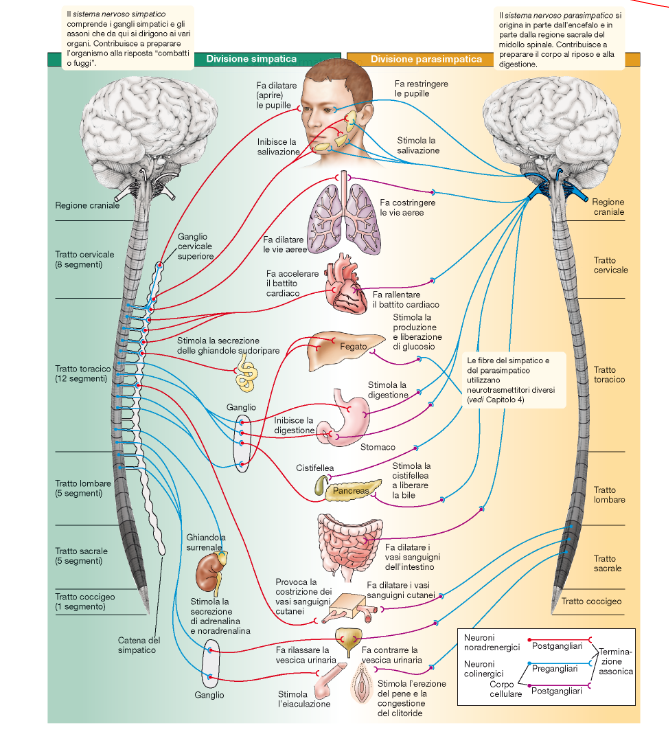 sistema orto- e parasimpatico
