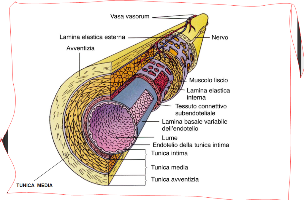 generalità della parete di un vaso