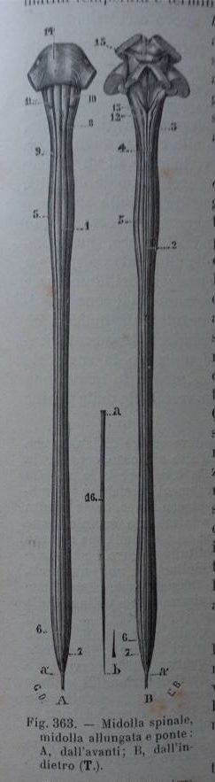 rappresentazione del midollo spinale