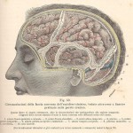 Testut e Jacob, 1906 - emisfero cerebrale sin. superficiale