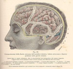 Testut e Jacob, 1906 - emisfero cerebrale sin. superficiale