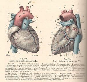 Testut e Jacob, 1906 - il cuore