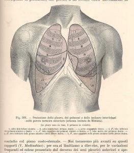 Testut e Jacob, 1906 - proiezione ant. dei polmoni