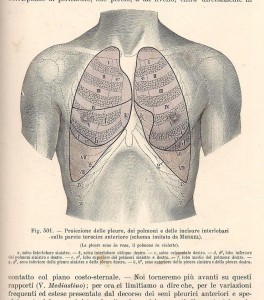 Testut e Jacob, 1906 - proiezione ant. dei polmoni