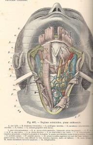 Testut e Jacob, 1906 - regione cervicale ant. superficiale