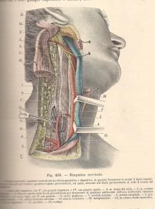 Testut e Jacob, 1906 - regione latero-cervicale dx