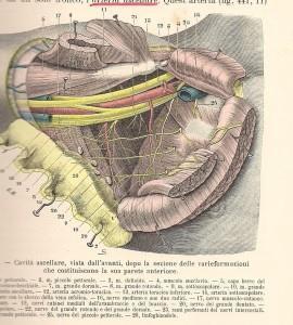 Testut e Jacob, 1908 - cavità ascellare dx