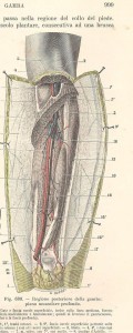Testut e Jacob, 1908 - gamba dx post. piano muscolare profondo