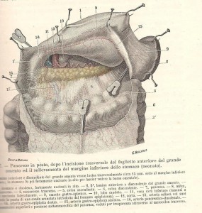 Testut e Jacob, 1908 - pancreas