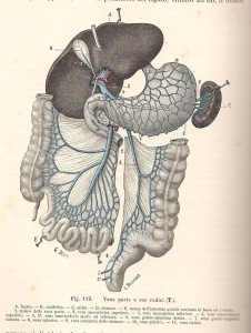 Testut e Jacob, 1908 - porta e sue radici (sistema portale)