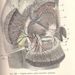 Testut e Jacob, 1908 - regione glutea dx profonda