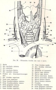 ghiandola tiroidea da Chirurgia del collo, De Cesare E.