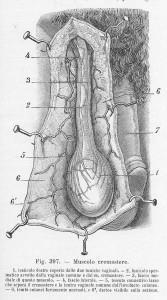 testut, jacob, 1908, testicolo dx